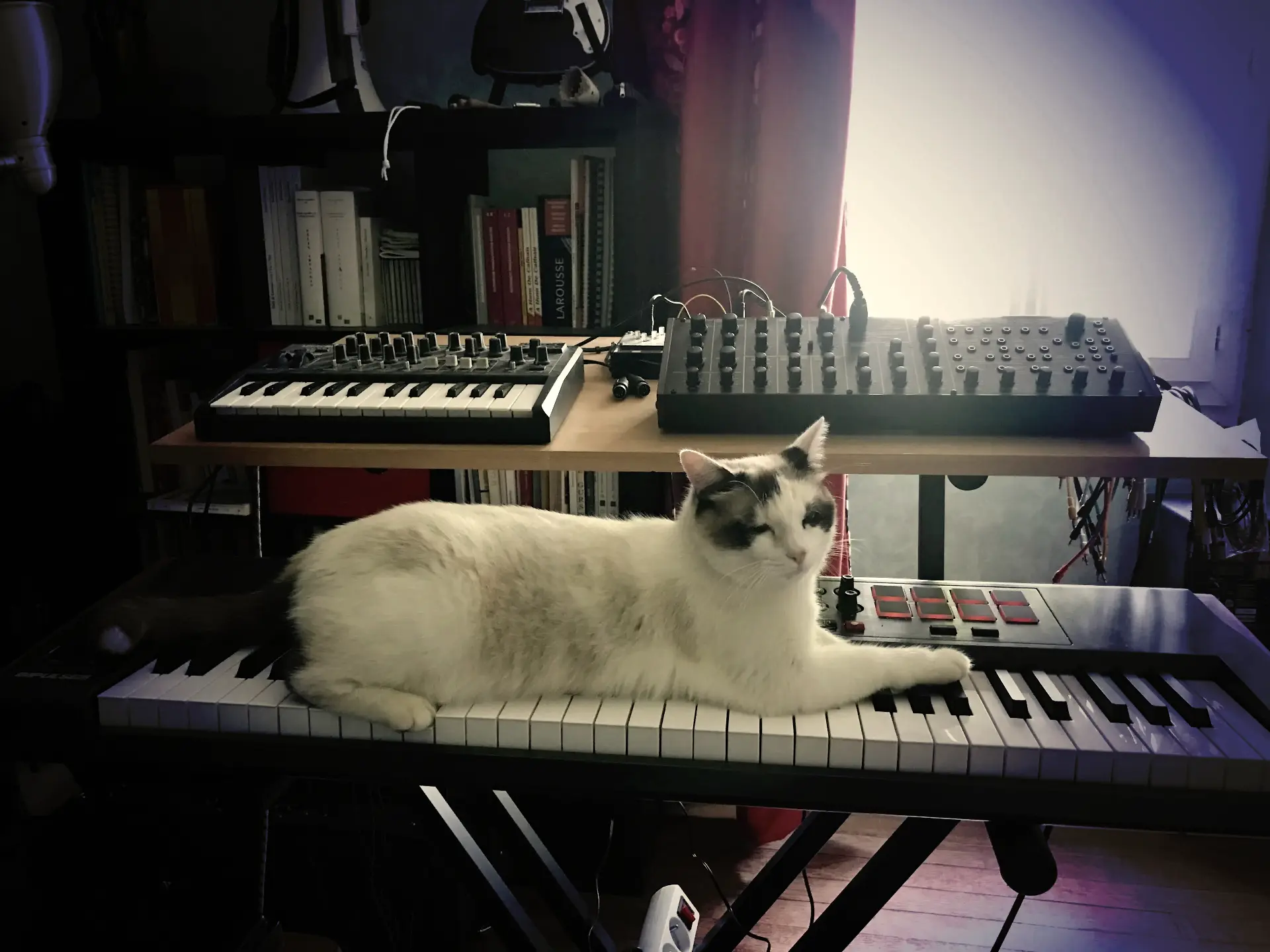 chat novation K2 synthé anlogique analog synth arturia microbrute clavier midi